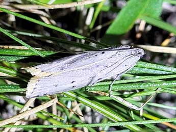 Cremnophila sedakovella Ev. adulte - �Thomas Lux