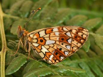 Boloria selene D. & S. adulte - �Philippe Mothiron