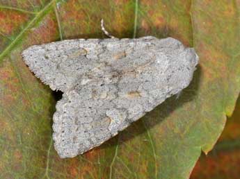 Ammoconia senex Gey. adulte - �Philippe Mothiron