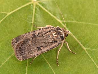 Spaelotis senna Frr adulte - �Philippe Mothiron