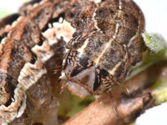  Chenille de Spaelotis senna Frr - �Philippe Mothiron