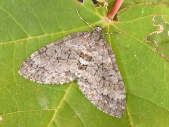 Nothocasis sertata Hb. adulte - �Philippe Mothiron