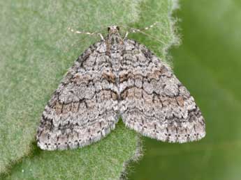 Nothocasis sertata Hb. adulte - �Philippe Mothiron