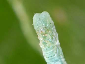  Chenille de Pterapherapteryx sexalata Retz. - �Philippe Mothiron