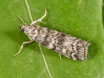 Dioryctria simplicella Hein. adulte - �Philippe Mothiron