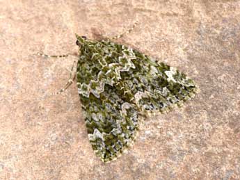 Chloroclysta siterata Hfn. adulte - �Philippe Mothiron