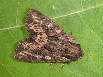 Mniotype solieri Bsdv. adulte - �Philippe Mothiron