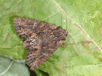 Mniotype solieri Bsdv. adulte - �Philippe Mothiron