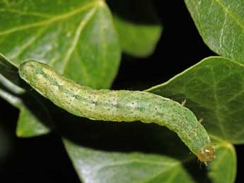  Chenille de Mniotype solieri Bsdv. - �Jean-Paul Coat