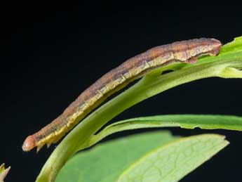  Chenille de Carsia sororiata Hb. - �Kimmo Silvonen