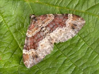 Xanthorhoe spadicearia D. & S. adulte - �Philippe Mothiron