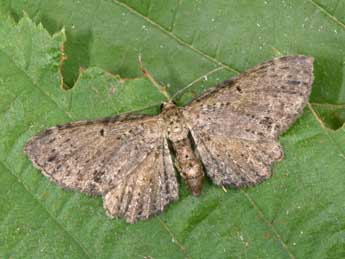 Anticollix sparsata Tr. adulte - �Philippe Mothiron