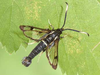 Synanthedon spheciformis D. & S. adulte - �Philippe Mothiron