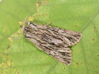 Asteroscopus sphinx Hfn. adulte - �Philippe Mothiron