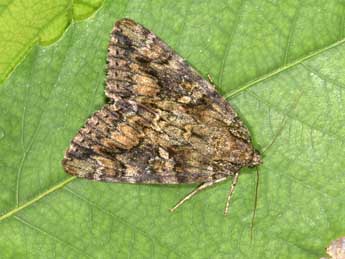 Catocala sponsa L. adulte - �Philippe Mothiron