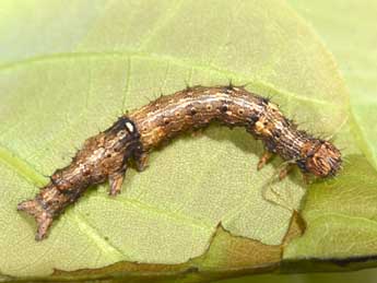  Chenille de Catocala sponsa L. - �Philippe Mothiron