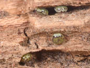  Oeuf de Catocala sponsa L. - �Philippe Mothiron