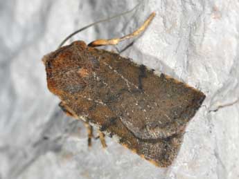 Conistra staudingeri Grasl. adulte - �Philippe Mothiron