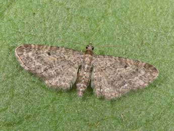 Eupithecia subfuscata Hw. adulte - �Philippe Mothiron