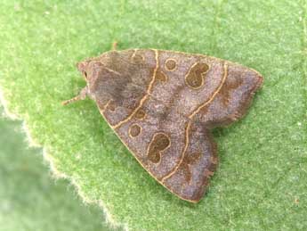 Ipimorpha subtusa D. & S. adulte - �Philippe Mothiron