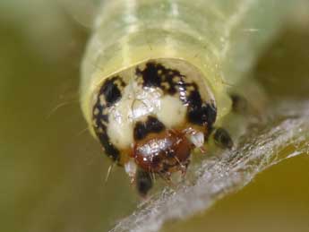  Chenille de Ipimorpha subtusa D. & S. - �Philippe Mothiron