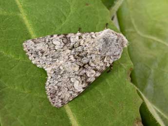 Antitype suda Gey. adulte - �Philippe Mothiron