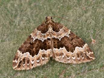 Lampropteryx suffumata D. & S. adulte - �Philippe Mothiron