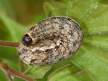  Chenille de Tiliacea sulphurago D. & S. - �Philippe Mothiron