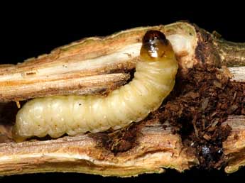  Chenille de Paranthrene tabaniformis Rott. - �Jeroen Voogd