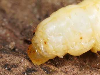  Chenille de Paranthrene tabaniformis Rott. - �Jeroen Voogd