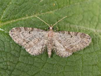 Eupithecia tenuiata Hb. adulte - �Philippe Mothiron