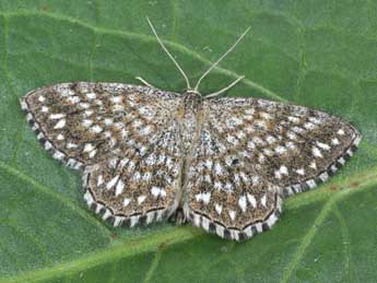 Scopula tessellaria Bsdv. adulte - �Philippe Mothiron