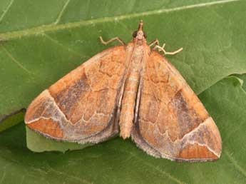 Eulithis testata L. adulte - �Philippe Mothiron