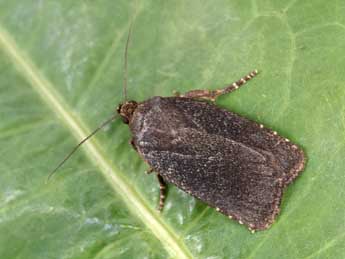 Amphipyra tetra F. adulte - �Philippe Mothiron