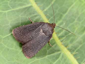 Amphipyra tetra F. adulte - �Philippe Mothiron