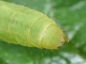  Chenille de Amphipyra tetra F. - �Philippe Mothiron