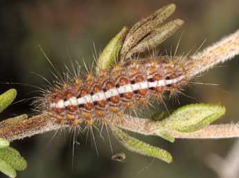  Chenille de Nola thymula Mill. - �Wolfgang Wagner, www.pyrgus.de