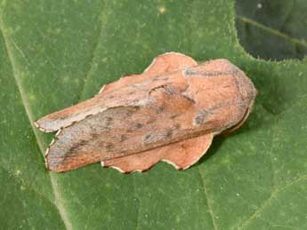 Phyllodesma tremulifolia Hb. adulte - �Philippe Mothiron