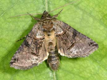 Abrostola tripartita Hfn. adulte - �Philippe Mothiron