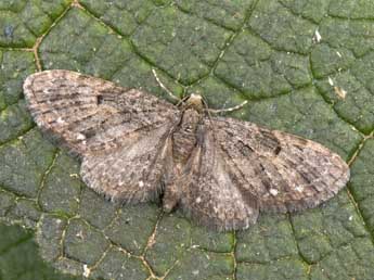 Eupithecia tripunctaria H.-S. adulte - �Philippe Mothiron