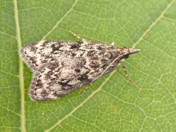 Eudonia truncicolella Stt. adulte - �Philippe Mothiron