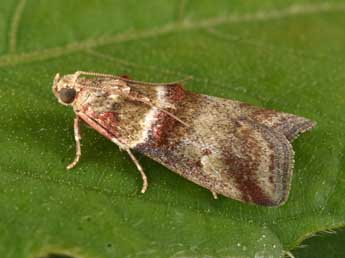 Acrobasis tumidana D. & S. adulte - �Philippe Mothiron