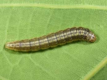  Chenille de Acrobasis tumidana D. & S. - �Philippe Mothiron