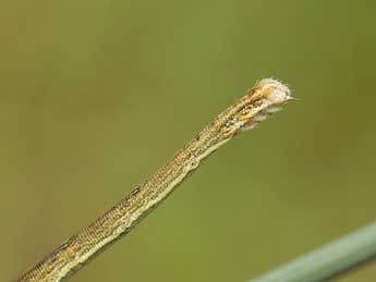  Chenille de Scopula turbidaria Hb. - �Lionel Taurand