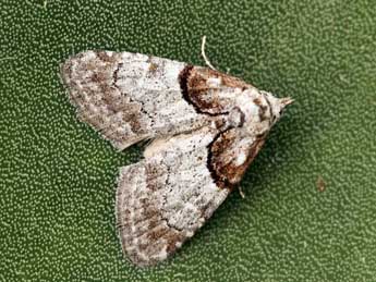 Nola tutulella Zerny adulte - �Daniel Morel