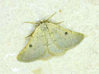 Sciadia unicoloraria Stgr adulte - �Claude Tautel