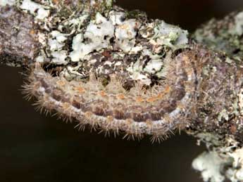  Chenille de Indalia uniola Rbr - �Wolfgang Wagner, www.pyrgus.de
