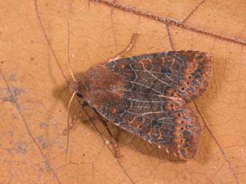 Conistra vaccinii L. adulte - �Philippe Mothiron