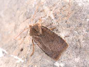 Conistra vaccinii L. adulte - �Philippe Mothiron