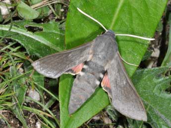 Hyles vespertilio Esp. adulte - �Philippe Mothiron